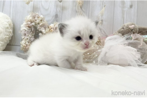 成約済の大阪府のラグドール-48164の2枚目